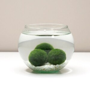 Riasogule set stredne - veľký - riasogula, rastlinne terarium, riasogula predaj, rastlinne terarium obi, rastliny do teraria, rastlinne terarium predaj, zive rastliny do teraria, zive rastliny do terária, marimo, terarium rastlinne, akvarium rastliny, akvárium rastliny, riasogule akvarium, rastlinne terarium navod, rastlinne terarium starostlivost, rastliny vhodne do teraria, akvarium bez rastlin, nadoba na rastlinne terarium, marimo moss ball, umele rastliny do teraria, riasogula cena, akvarium s umelymi rastlinami, marimo anime, marimo tomori, plavajuce rastliny akvarium, rastliny akvarium, riasogula zelena