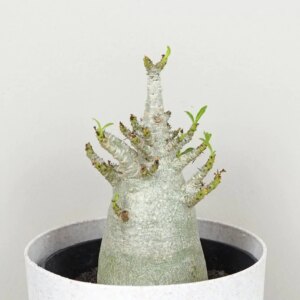 Adenium ‘Ansu Baobab’ - bonsai terárium | rastlinné terárium | nenáročné rastliny | čistiace vzduch rastliny | vlhkomilné rastliny | ťahavé rastliny | izbové rastliny do tieňa | rastliny na rozptýlené svetlo | rastliny na priame slnko | bezpečné rastliny pre deti | bezpečné rastliny pre zvieratá | rastliny do kúpeľne | zelená dekorácia | starostlivosť o rastliny | DIY terárium