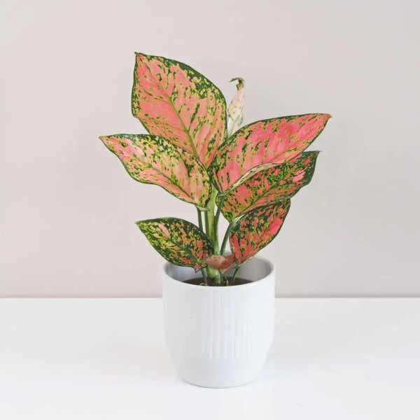 Aglaonema ‘Anyamanee’ - bonsai terárium | rastlinné terárium | nenáročné rastliny | čistiace vzduch rastliny | vlhkomilné rastliny | ťahavé rastliny | izbové rastliny do tieňa | rastliny na rozptýlené svetlo | rastliny na priame slnko | bezpečné rastliny pre deti | bezpečné rastliny pre zvieratá | rastliny do kúpeľne | zelená dekorácia | starostlivosť o rastliny | DIY terárium