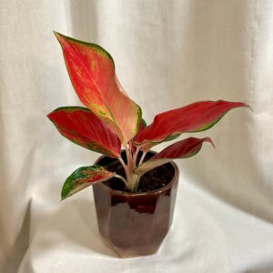 Aglaonema ‘Chili Red’ - bonsai terárium | rastlinné terárium | nenáročné rastliny | čistiace vzduch rastliny | vlhkomilné rastliny | ťahavé rastliny | izbové rastliny do tieňa | rastliny na rozptýlené svetlo | rastliny na priame slnko | bezpečné rastliny pre deti | bezpečné rastliny pre zvieratá | rastliny do kúpeľne | zelená dekorácia | starostlivosť o rastliny | DIY terárium