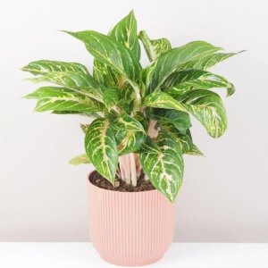 Aglaonema ‘Cocomelon’ maxi - bonsai terárium | rastlinné terárium | nenáročné rastliny | čistiace vzduch rastliny | vlhkomilné rastliny | ťahavé rastliny | izbové rastliny do tieňa | rastliny na rozptýlené svetlo | rastliny na priame slnko | bezpečné rastliny pre deti | bezpečné rastliny pre zvieratá | rastliny do kúpeľne | zelená dekorácia | starostlivosť o rastliny | DIY terárium