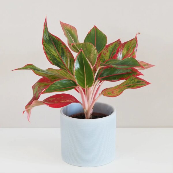 Aglaonema ‘Crete’ - bonsai terárium | rastlinné terárium | nenáročné rastliny | čistiace vzduch rastliny | vlhkomilné rastliny | ťahavé rastliny | izbové rastliny do tieňa | rastliny na rozptýlené svetlo | rastliny na priame slnko | bezpečné rastliny pre deti | bezpečné rastliny pre zvieratá | rastliny do kúpeľne | zelená dekorácia | starostlivosť o rastliny | DIY terárium