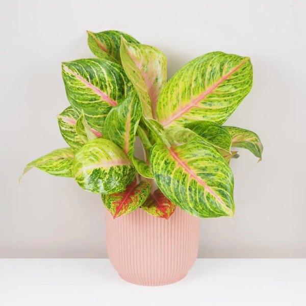 Aglaonema ‘Grand Blossom’ maxi - bonsai terárium | rastlinné terárium | nenáročné rastliny | čistiace vzduch rastliny | vlhkomilné rastliny | ťahavé rastliny | izbové rastliny do tieňa | rastliny na rozptýlené svetlo | rastliny na priame slnko | bezpečné rastliny pre deti | bezpečné rastliny pre zvieratá | rastliny do kúpeľne | zelená dekorácia | starostlivosť o rastliny | DIY terárium