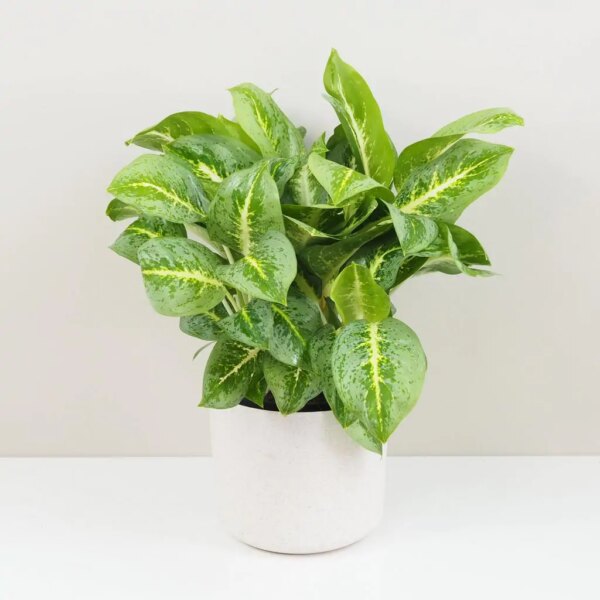 Aglaonema ‘Lemon Mint’ maxi - bonsai terárium | rastlinné terárium | nenáročné rastliny | čistiace vzduch rastliny | vlhkomilné rastliny | ťahavé rastliny | izbové rastliny do tieňa | rastliny na rozptýlené svetlo | rastliny na priame slnko | bezpečné rastliny pre deti | bezpečné rastliny pre zvieratá | rastliny do kúpeľne | zelená dekorácia | starostlivosť o rastliny | DIY terárium