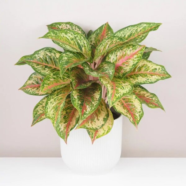 Aglaonema ‘Painted Celebration’ maxi - bonsai terárium | rastlinné terárium | nenáročné rastliny | čistiace vzduch rastliny | vlhkomilné rastliny | ťahavé rastliny | izbové rastliny do tieňa | rastliny na rozptýlené svetlo | rastliny na priame slnko | bezpečné rastliny pre deti | bezpečné rastliny pre zvieratá | rastliny do kúpeľne | zelená dekorácia | starostlivosť o rastliny | DIY terárium