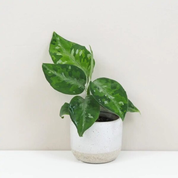 Aglaonema pictum ‘Tricolor’ - bonsai terárium | rastlinné terárium | nenáročné rastliny | čistiace vzduch rastliny | vlhkomilné rastliny | ťahavé rastliny | izbové rastliny do tieňa | rastliny na rozptýlené svetlo | rastliny na priame slnko | bezpečné rastliny pre deti | bezpečné rastliny pre zvieratá | rastliny do kúpeľne | zelená dekorácia | starostlivosť o rastliny | DIY terárium