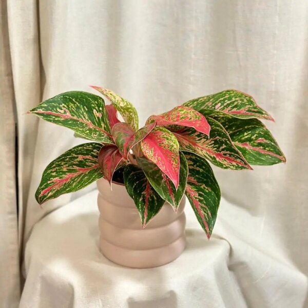 Aglaonema ‘Pincut’ - bonsai terárium | rastlinné terárium | nenáročné rastliny | čistiace vzduch rastliny | vlhkomilné rastliny | ťahavé rastliny | izbové rastliny do tieňa | rastliny na rozptýlené svetlo | rastliny na priame slnko | bezpečné rastliny pre deti | bezpečné rastliny pre zvieratá | rastliny do kúpeľne | zelená dekorácia | starostlivosť o rastliny | DIY terárium