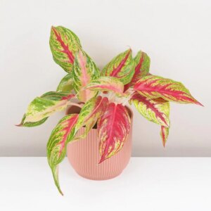 Aglaonema ‘Siam Violet’ - bonsai terárium | rastlinné terárium | nenáročné rastliny | čistiace vzduch rastliny | vlhkomilné rastliny | ťahavé rastliny | izbové rastliny do tieňa | rastliny na rozptýlené svetlo | rastliny na priame slnko | bezpečné rastliny pre deti | bezpečné rastliny pre zvieratá | rastliny do kúpeľne | zelená dekorácia | starostlivosť o rastliny | DIY terárium