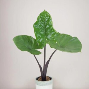 Alocasia ‘Black cobra’ veľká - bonsai terárium | rastlinné terárium | nenáročné rastliny | čistiace vzduch rastliny | vlhkomilné rastliny | ťahavé rastliny | izbové rastliny do tieňa | rastliny na rozptýlené svetlo | rastliny na priame slnko | bezpečné rastliny pre deti | bezpečné rastliny pre zvieratá | rastliny do kúpeľne | zelená dekorácia | starostlivosť o rastliny | DIY terárium