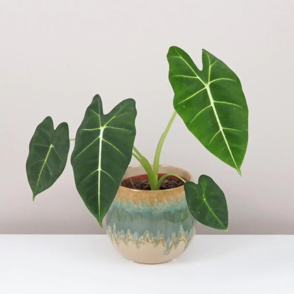 Alocasia ‘Frydek’ - bonsai terárium | rastlinné terárium | nenáročné rastliny | čistiace vzduch rastliny | vlhkomilné rastliny | ťahavé rastliny | izbové rastliny do tieňa | rastliny na rozptýlené svetlo | rastliny na priame slnko | bezpečné rastliny pre deti | bezpečné rastliny pre zvieratá | rastliny do kúpeľne | zelená dekorácia | starostlivosť o rastliny | DIY terárium