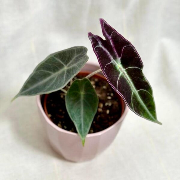 Alocasia longiloba ‘Purple’ - bonsai terárium | rastlinné terárium | nenáročné rastliny | čistiace vzduch rastliny | vlhkomilné rastliny | ťahavé rastliny | izbové rastliny do tieňa | rastliny na rozptýlené svetlo | rastliny na priame slnko | bezpečné rastliny pre deti | bezpečné rastliny pre zvieratá | rastliny do kúpeľne | zelená dekorácia | starostlivosť o rastliny | DIY terárium