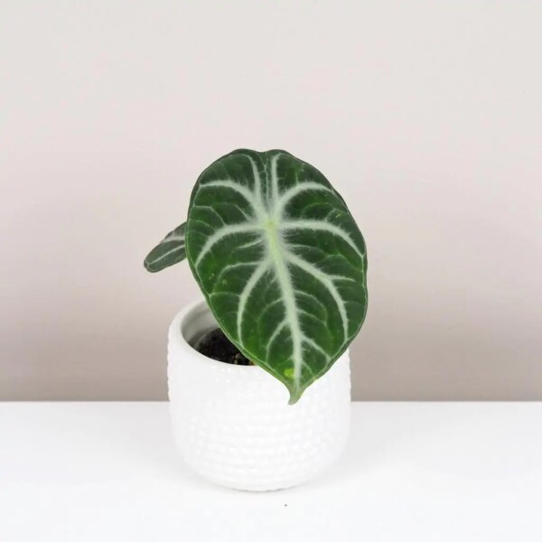 Alocasia ‘Ninja’ malá - bonsai terárium | rastlinné terárium | nenáročné rastliny | čistiace vzduch rastliny | vlhkomilné rastliny | ťahavé rastliny | izbové rastliny do tieňa | rastliny na rozptýlené svetlo | rastliny na priame slnko | bezpečné rastliny pre deti | bezpečné rastliny pre zvieratá | rastliny do kúpeľne | zelená dekorácia | starostlivosť o rastliny | DIY terárium