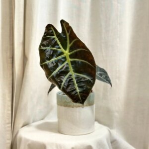 Alocasia suhirmaniana ‘Red Petiole’ - bonsai terárium | rastlinné terárium | nenáročné rastliny | čistiace vzduch rastliny | vlhkomilné rastliny | ťahavé rastliny | izbové rastliny do tieňa | rastliny na rozptýlené svetlo | rastliny na priame slnko | bezpečné rastliny pre deti | bezpečné rastliny pre zvieratá | rastliny do kúpeľne | zelená dekorácia | starostlivosť o rastliny | DIY terárium