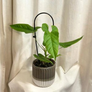 Anthurium balaoanum veľké - bonsai terárium | rastlinné terárium | nenáročné rastliny | čistiace vzduch rastliny | vlhkomilné rastliny | ťahavé rastliny | izbové rastliny do tieňa | rastliny na rozptýlené svetlo | rastliny na priame slnko | bezpečné rastliny pre deti | bezpečné rastliny pre zvieratá | rastliny do kúpeľne | zelená dekorácia | starostlivosť o rastliny | DIY terárium