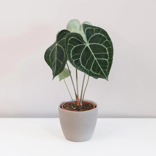 Anthurium Clarinervium - bonsai terárium | rastlinné terárium | nenáročné rastliny | čistiace vzduch rastliny | vlhkomilné rastliny | ťahavé rastliny | izbové rastliny do tieňa | rastliny na rozptýlené svetlo | rastliny na priame slnko | bezpečné rastliny pre deti | bezpečné rastliny pre zvieratá | rastliny do kúpeľne | zelená dekorácia | starostlivosť o rastliny | DIY terárium