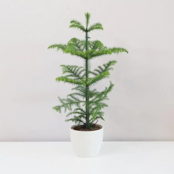 Araucaria heterophylla - bonsai terárium | rastlinné terárium | nenáročné rastliny | čistiace vzduch rastliny | vlhkomilné rastliny | ťahavé rastliny | izbové rastliny do tieňa | rastliny na rozptýlené svetlo | rastliny na priame slnko | bezpečné rastliny pre deti | bezpečné rastliny pre zvieratá | rastliny do kúpeľne | zelená dekorácia | starostlivosť o rastliny | DIY terárium