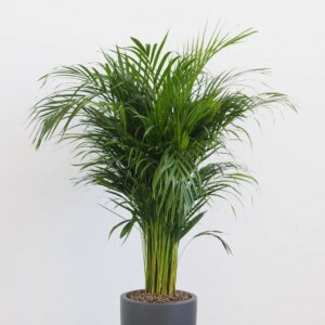 Areca Dypsis lutescens maxi - bonsai terárium | rastlinné terárium | nenáročné rastliny | čistiace vzduch rastliny | vlhkomilné rastliny | ťahavé rastliny | izbové rastliny do tieňa | rastliny na rozptýlené svetlo | rastliny na priame slnko | bezpečné rastliny pre deti | bezpečné rastliny pre zvieratá | rastliny do kúpeľne | zelená dekorácia | starostlivosť o rastliny | DIY terárium