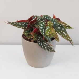 Begonia maculata - bonsai terárium | rastlinné terárium | nenáročné rastliny | čistiace vzduch rastliny | vlhkomilné rastliny | ťahavé rastliny | izbové rastliny do tieňa | rastliny na rozptýlené svetlo | rastliny na priame slnko | bezpečné rastliny pre deti | bezpečné rastliny pre zvieratá | rastliny do kúpeľne | zelená dekorácia | starostlivosť o rastliny | DIY terárium