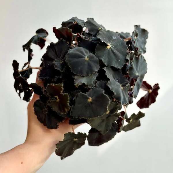 Begonia rex ‘Dark Mambo’ - bonsai terárium | rastlinné terárium | nenáročné rastliny | čistiace vzduch rastliny | vlhkomilné rastliny | ťahavé rastliny | izbové rastliny do tieňa | rastliny na rozptýlené svetlo | rastliny na priame slnko | bezpečné rastliny pre deti | bezpečné rastliny pre zvieratá | rastliny do kúpeľne | zelená dekorácia | starostlivosť o rastliny | DIY terárium