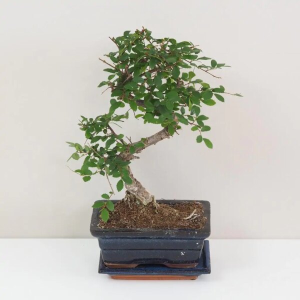 Bonsai Brest drobnolistý / Ulmus parvifolia - bonsai terárium | rastlinné terárium | nenáročné rastliny | čistiace vzduch rastliny | vlhkomilné rastliny | ťahavé rastliny | izbové rastliny do tieňa | rastliny na rozptýlené svetlo | rastliny na priame slnko | bezpečné rastliny pre deti | bezpečné rastliny pre zvieratá | rastliny do kúpeľne | zelená dekorácia | starostlivosť o rastliny | DIY terárium