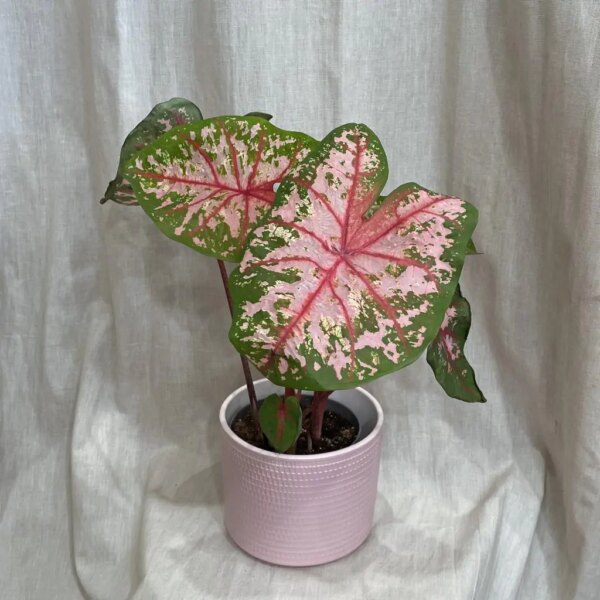 Caladium ‘Pink Beauty’ - bonsai terárium | rastlinné terárium | nenáročné rastliny | čistiace vzduch rastliny | vlhkomilné rastliny | ťahavé rastliny | izbové rastliny do tieňa | rastliny na rozptýlené svetlo | rastliny na priame slnko | bezpečné rastliny pre deti | bezpečné rastliny pre zvieratá | rastliny do kúpeľne | zelená dekorácia | starostlivosť o rastliny | DIY terárium