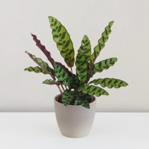 Calathea lancifolia - bonsai terárium | rastlinné terárium | nenáročné rastliny | čistiace vzduch rastliny | vlhkomilné rastliny | ťahavé rastliny | izbové rastliny do tieňa | rastliny na rozptýlené svetlo | rastliny na priame slnko | bezpečné rastliny pre deti | bezpečné rastliny pre zvieratá | rastliny do kúpeľne | zelená dekorácia | starostlivosť o rastliny | DIY terárium