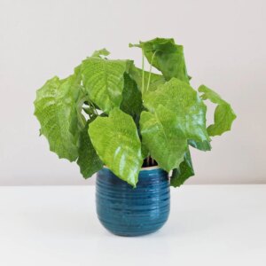 Calathea musaica ‘Network’ - bonsai terárium | rastlinné terárium | nenáročné rastliny | čistiace vzduch rastliny | vlhkomilné rastliny | ťahavé rastliny | izbové rastliny do tieňa | rastliny na rozptýlené svetlo | rastliny na priame slnko | bezpečné rastliny pre deti | bezpečné rastliny pre zvieratá | rastliny do kúpeľne | zelená dekorácia | starostlivosť o rastliny | DIY terárium