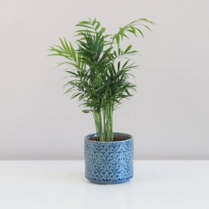 Chamaedorea elegans - bonsai terárium | rastlinné terárium | nenáročné rastliny | čistiace vzduch rastliny | vlhkomilné rastliny | ťahavé rastliny | izbové rastliny do tieňa | rastliny na rozptýlené svetlo | rastliny na priame slnko | bezpečné rastliny pre deti | bezpečné rastliny pre zvieratá | rastliny do kúpeľne | zelená dekorácia | starostlivosť o rastliny | DIY terárium