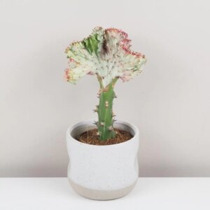 Euphorbia lactea ‘Cristata’ ružová - bonsai terárium | rastlinné terárium | nenáročné rastliny | čistiace vzduch rastliny | vlhkomilné rastliny | ťahavé rastliny | izbové rastliny do tieňa | rastliny na rozptýlené svetlo | rastliny na priame slnko | bezpečné rastliny pre deti | bezpečné rastliny pre zvieratá | rastliny do kúpeľne | zelená dekorácia | starostlivosť o rastliny | DIY terárium