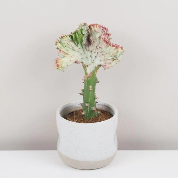 Euphorbia lactea ‘Cristata’ ružová - bonsai terárium | rastlinné terárium | nenáročné rastliny | čistiace vzduch rastliny | vlhkomilné rastliny | ťahavé rastliny | izbové rastliny do tieňa | rastliny na rozptýlené svetlo | rastliny na priame slnko | bezpečné rastliny pre deti | bezpečné rastliny pre zvieratá | rastliny do kúpeľne | zelená dekorácia | starostlivosť o rastliny | DIY terárium