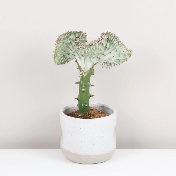 Euphorbia lactea ‘Cristata’ svetlá - bonsai terárium | rastlinné terárium | nenáročné rastliny | čistiace vzduch rastliny | vlhkomilné rastliny | ťahavé rastliny | izbové rastliny do tieňa | rastliny na rozptýlené svetlo | rastliny na priame slnko | bezpečné rastliny pre deti | bezpečné rastliny pre zvieratá | rastliny do kúpeľne | zelená dekorácia | starostlivosť o rastliny | DIY terárium