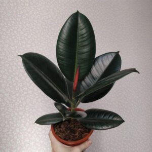 Ficus elastica ‘Abidjan’ - bonsai terárium | rastlinné terárium | nenáročné rastliny | čistiace vzduch rastliny | vlhkomilné rastliny | ťahavé rastliny | izbové rastliny do tieňa | rastliny na rozptýlené svetlo | rastliny na priame slnko | bezpečné rastliny pre deti | bezpečné rastliny pre zvieratá | rastliny do kúpeľne | zelená dekorácia | starostlivosť o rastliny | DIY terárium