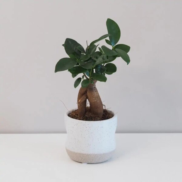 Ficus ginseng bonsai stredný - bonsai terárium | rastlinné terárium | nenáročné rastliny | čistiace vzduch rastliny | vlhkomilné rastliny | ťahavé rastliny | izbové rastliny do tieňa | rastliny na rozptýlené svetlo | rastliny na priame slnko | bezpečné rastliny pre deti | bezpečné rastliny pre zvieratá | rastliny do kúpeľne | zelená dekorácia | starostlivosť o rastliny | DIY terárium