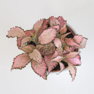 Fittonia ‘Pink Star’ - bonsai terárium | rastlinné terárium | nenáročné rastliny | čistiace vzduch rastliny | vlhkomilné rastliny | ťahavé rastliny | izbové rastliny do tieňa | rastliny na rozptýlené svetlo | rastliny na priame slnko | bezpečné rastliny pre deti | bezpečné rastliny pre zvieratá | rastliny do kúpeľne | zelená dekorácia | starostlivosť o rastliny | DIY terárium