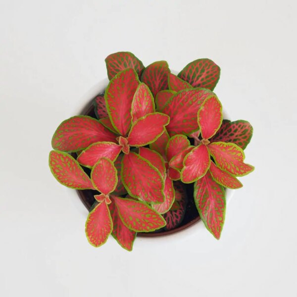 Fittonia ‘Ruby Lime’ - bonsai terárium | rastlinné terárium | nenáročné rastliny | čistiace vzduch rastliny | vlhkomilné rastliny | ťahavé rastliny | izbové rastliny do tieňa | rastliny na rozptýlené svetlo | rastliny na priame slnko | bezpečné rastliny pre deti | bezpečné rastliny pre zvieratá | rastliny do kúpeľne | zelená dekorácia | starostlivosť o rastliny | DIY terárium