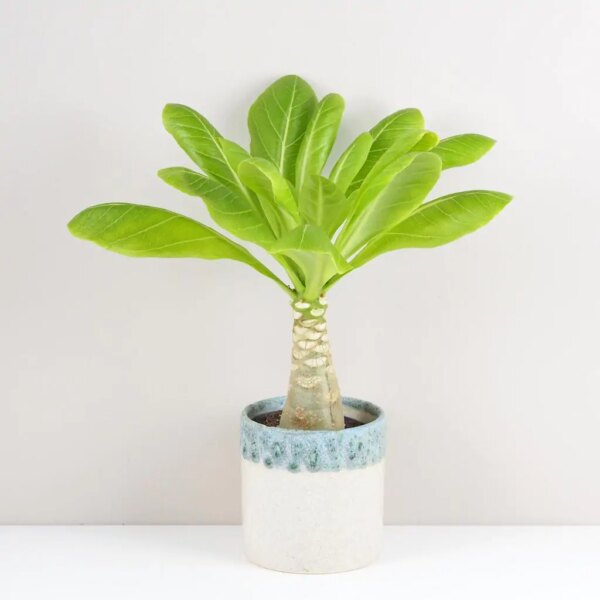 Havajská palma / Brighamia insignis - bonsai terárium | rastlinné terárium | nenáročné rastliny | čistiace vzduch rastliny | vlhkomilné rastliny | ťahavé rastliny | izbové rastliny do tieňa | rastliny na rozptýlené svetlo | rastliny na priame slnko | bezpečné rastliny pre deti | bezpečné rastliny pre zvieratá | rastliny do kúpeľne | zelená dekorácia | starostlivosť o rastliny | DIY terárium