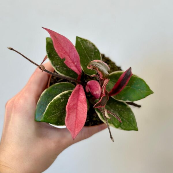 Hoya carnosa ‘Flamingo Dream’ stredná - bonsai terárium | rastlinné terárium | nenáročné rastliny | čistiace vzduch rastliny | vlhkomilné rastliny | ťahavé rastliny | izbové rastliny do tieňa | rastliny na rozptýlené svetlo | rastliny na priame slnko | bezpečné rastliny pre deti | bezpečné rastliny pre zvieratá | rastliny do kúpeľne | zelená dekorácia | starostlivosť o rastliny | DIY terárium