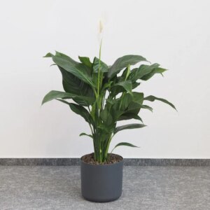 Lopatkovec / Spathiphyllum wallisii maxi - bonsai terárium | rastlinné terárium | nenáročné rastliny | čistiace vzduch rastliny | vlhkomilné rastliny | ťahavé rastliny | izbové rastliny do tieňa | rastliny na rozptýlené svetlo | rastliny na priame slnko | bezpečné rastliny pre deti | bezpečné rastliny pre zvieratá | rastliny do kúpeľne | zelená dekorácia | starostlivosť o rastliny | DIY terárium