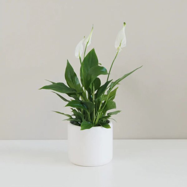 Lopatkovec / Spathiphyllum wallisii - bonsai terárium | rastlinné terárium | nenáročné rastliny | čistiace vzduch rastliny | vlhkomilné rastliny | ťahavé rastliny | izbové rastliny do tieňa | rastliny na rozptýlené svetlo | rastliny na priame slnko | bezpečné rastliny pre deti | bezpečné rastliny pre zvieratá | rastliny do kúpeľne | zelená dekorácia | starostlivosť o rastliny | DIY terárium