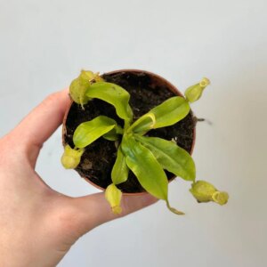 Mäsožravá rastlina Nepenthes × hookeriana - bonsai terárium | rastlinné terárium | nenáročné rastliny | čistiace vzduch rastliny | vlhkomilné rastliny | ťahavé rastliny | izbové rastliny do tieňa | rastliny na rozptýlené svetlo | rastliny na priame slnko | bezpečné rastliny pre deti | bezpečné rastliny pre zvieratá | rastliny do kúpeľne | zelená dekorácia | starostlivosť o rastliny | DIY terárium