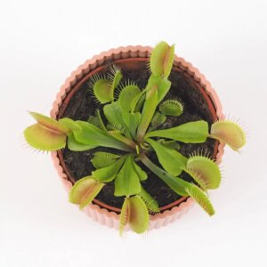 Mucholapka / Dionaea muscipula - bonsai terárium | rastlinné terárium | nenáročné rastliny | čistiace vzduch rastliny | vlhkomilné rastliny | ťahavé rastliny | izbové rastliny do tieňa | rastliny na rozptýlené svetlo | rastliny na priame slnko | bezpečné rastliny pre deti | bezpečné rastliny pre zvieratá | rastliny do kúpeľne | zelená dekorácia | starostlivosť o rastliny | DIY terárium