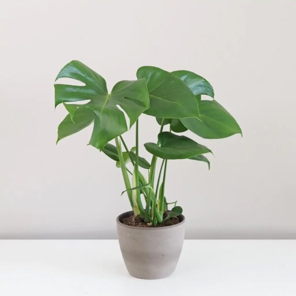 Monstera deliciosa malá - bonsai terárium | rastlinné terárium | nenáročné rastliny | čistiace vzduch rastliny | vlhkomilné rastliny | ťahavé rastliny | izbové rastliny do tieňa | rastliny na rozptýlené svetlo | rastliny na priame slnko | bezpečné rastliny pre deti | bezpečné rastliny pre zvieratá | rastliny do kúpeľne | zelená dekorácia | starostlivosť o rastliny | DIY terárium