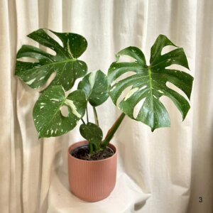 Monstera deliciosa ‘Thai constellation’ veľká 3 - bonsai terárium | rastlinné terárium | nenáročné rastliny | čistiace vzduch rastliny | vlhkomilné rastliny | ťahavé rastliny | izbové rastliny do tieňa | rastliny na rozptýlené svetlo | rastliny na priame slnko | bezpečné rastliny pre deti | bezpečné rastliny pre zvieratá | rastliny do kúpeľne | zelená dekorácia | starostlivosť o rastliny | DIY terárium