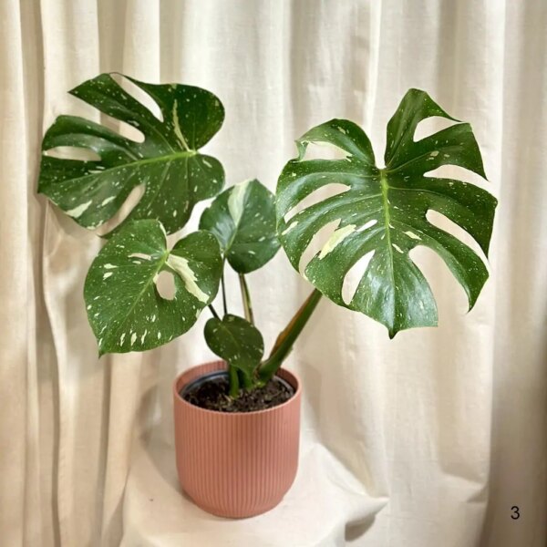 Monstera deliciosa ‘Thai constellation’ veľká 3 - bonsai terárium | rastlinné terárium | nenáročné rastliny | čistiace vzduch rastliny | vlhkomilné rastliny | ťahavé rastliny | izbové rastliny do tieňa | rastliny na rozptýlené svetlo | rastliny na priame slnko | bezpečné rastliny pre deti | bezpečné rastliny pre zvieratá | rastliny do kúpeľne | zelená dekorácia | starostlivosť o rastliny | DIY terárium