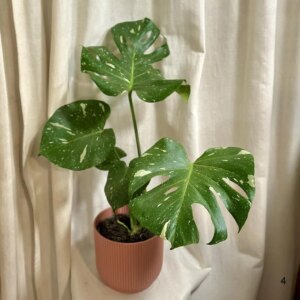 Monstera deliciosa ‘Thai constellation’ veľká 4 - bonsai terárium | rastlinné terárium | nenáročné rastliny | čistiace vzduch rastliny | vlhkomilné rastliny | ťahavé rastliny | izbové rastliny do tieňa | rastliny na rozptýlené svetlo | rastliny na priame slnko | bezpečné rastliny pre deti | bezpečné rastliny pre zvieratá | rastliny do kúpeľne | zelená dekorácia | starostlivosť o rastliny | DIY terárium