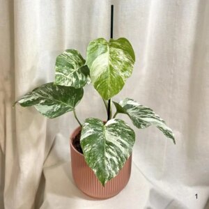 Monstera deliciosa ‘Albo-Variegata’ 1 - bonsai terárium | rastlinné terárium | nenáročné rastliny | čistiace vzduch rastliny | vlhkomilné rastliny | ťahavé rastliny | izbové rastliny do tieňa | rastliny na rozptýlené svetlo | rastliny na priame slnko | bezpečné rastliny pre deti | bezpečné rastliny pre zvieratá | rastliny do kúpeľne | zelená dekorácia | starostlivosť o rastliny | DIY terárium