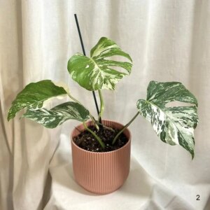 Monstera deliciosa ‘Albo-Variegata’ 2 - bonsai terárium | rastlinné terárium | nenáročné rastliny | čistiace vzduch rastliny | vlhkomilné rastliny | ťahavé rastliny | izbové rastliny do tieňa | rastliny na rozptýlené svetlo | rastliny na priame slnko | bezpečné rastliny pre deti | bezpečné rastliny pre zvieratá | rastliny do kúpeľne | zelená dekorácia | starostlivosť o rastliny | DIY terárium