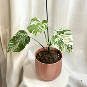 Monstera deliciosa ‘Albo-Variegata’ 3 - bonsai terárium | rastlinné terárium | nenáročné rastliny | čistiace vzduch rastliny | vlhkomilné rastliny | ťahavé rastliny | izbové rastliny do tieňa | rastliny na rozptýlené svetlo | rastliny na priame slnko | bezpečné rastliny pre deti | bezpečné rastliny pre zvieratá | rastliny do kúpeľne | zelená dekorácia | starostlivosť o rastliny | DIY terárium