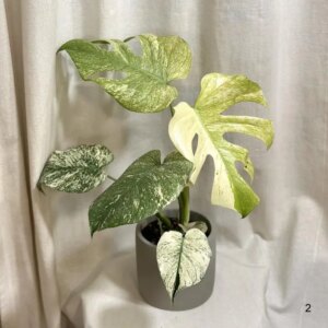 Monstera deliciosa ‘Mint’ veľká 2 - bonsai terárium | rastlinné terárium | nenáročné rastliny | čistiace vzduch rastliny | vlhkomilné rastliny | ťahavé rastliny | izbové rastliny do tieňa | rastliny na rozptýlené svetlo | rastliny na priame slnko | bezpečné rastliny pre deti | bezpečné rastliny pre zvieratá | rastliny do kúpeľne | zelená dekorácia | starostlivosť o rastliny | DIY terárium