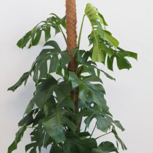 Monstera deliciosa na machovom stĺpe maxi - bonsai terárium | rastlinné terárium | nenáročné rastliny | čistiace vzduch rastliny | vlhkomilné rastliny | ťahavé rastliny | izbové rastliny do tieňa | rastliny na rozptýlené svetlo | rastliny na priame slnko | bezpečné rastliny pre deti | bezpečné rastliny pre zvieratá | rastliny do kúpeľne | zelená dekorácia | starostlivosť o rastliny | DIY terárium